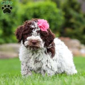 Penny, Lagotto Romagnolo Puppy